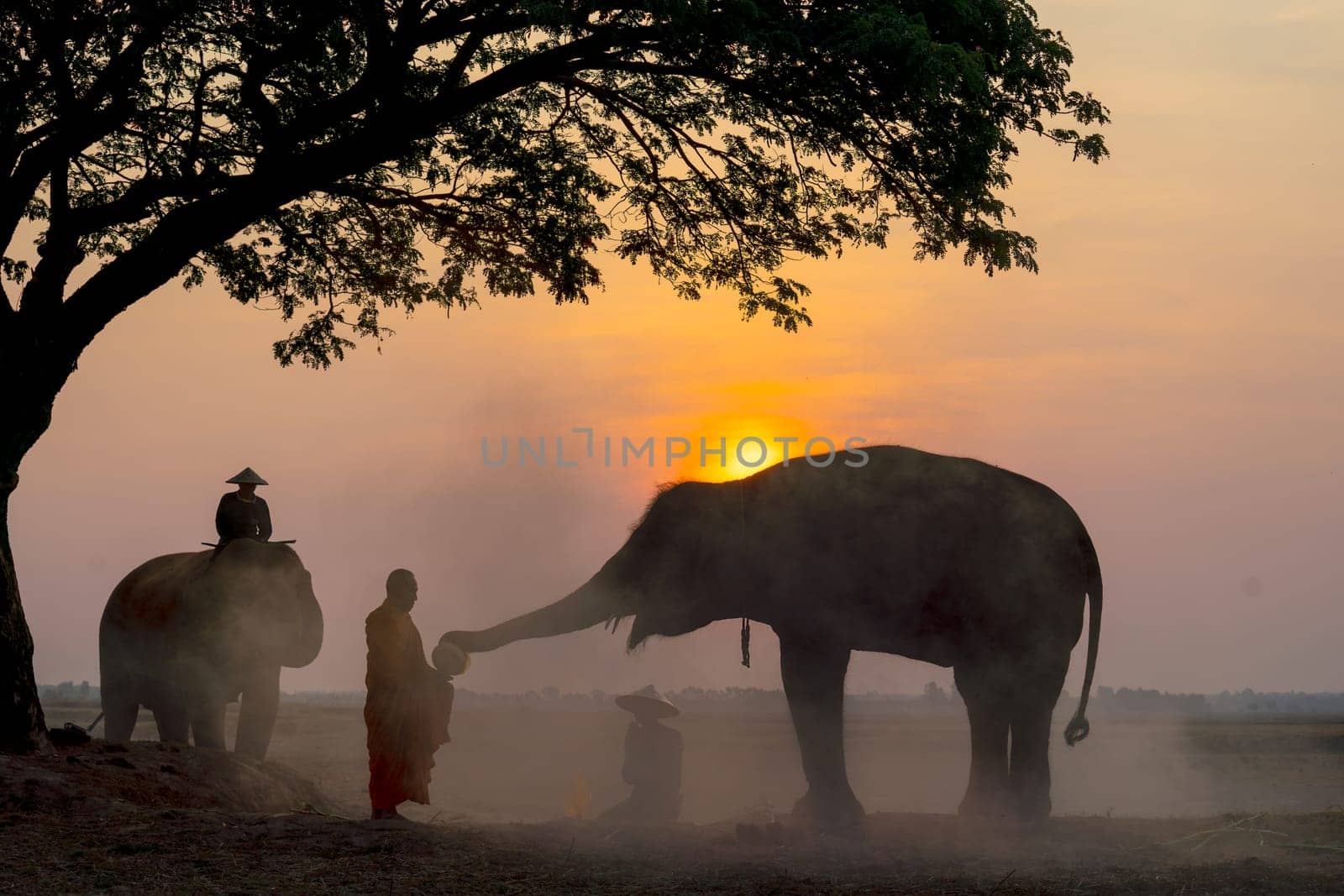 Monk get some food and others from elephant that give by using trunk and mahout also sit beside for respect and they stay near big tree in rice field with sunrise in the morning.