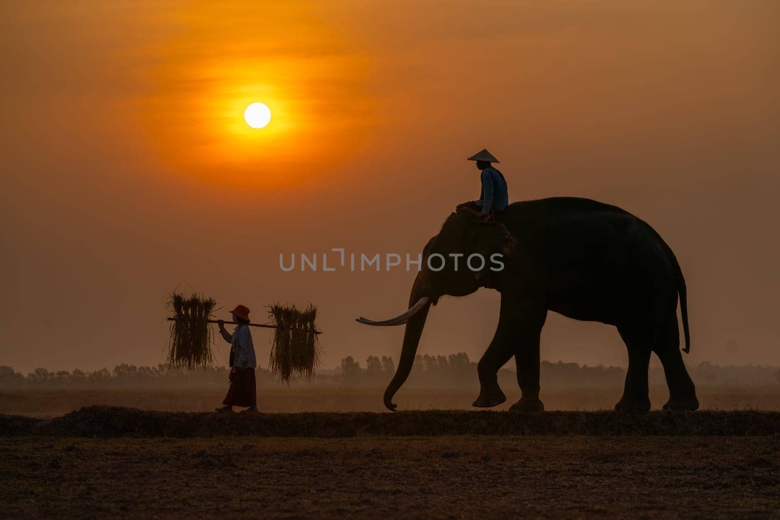 Silhouette of mahout man sit on back of big Asian elephant and walk in front by farmer woman carry straw with morning sun on background. by nrradmin