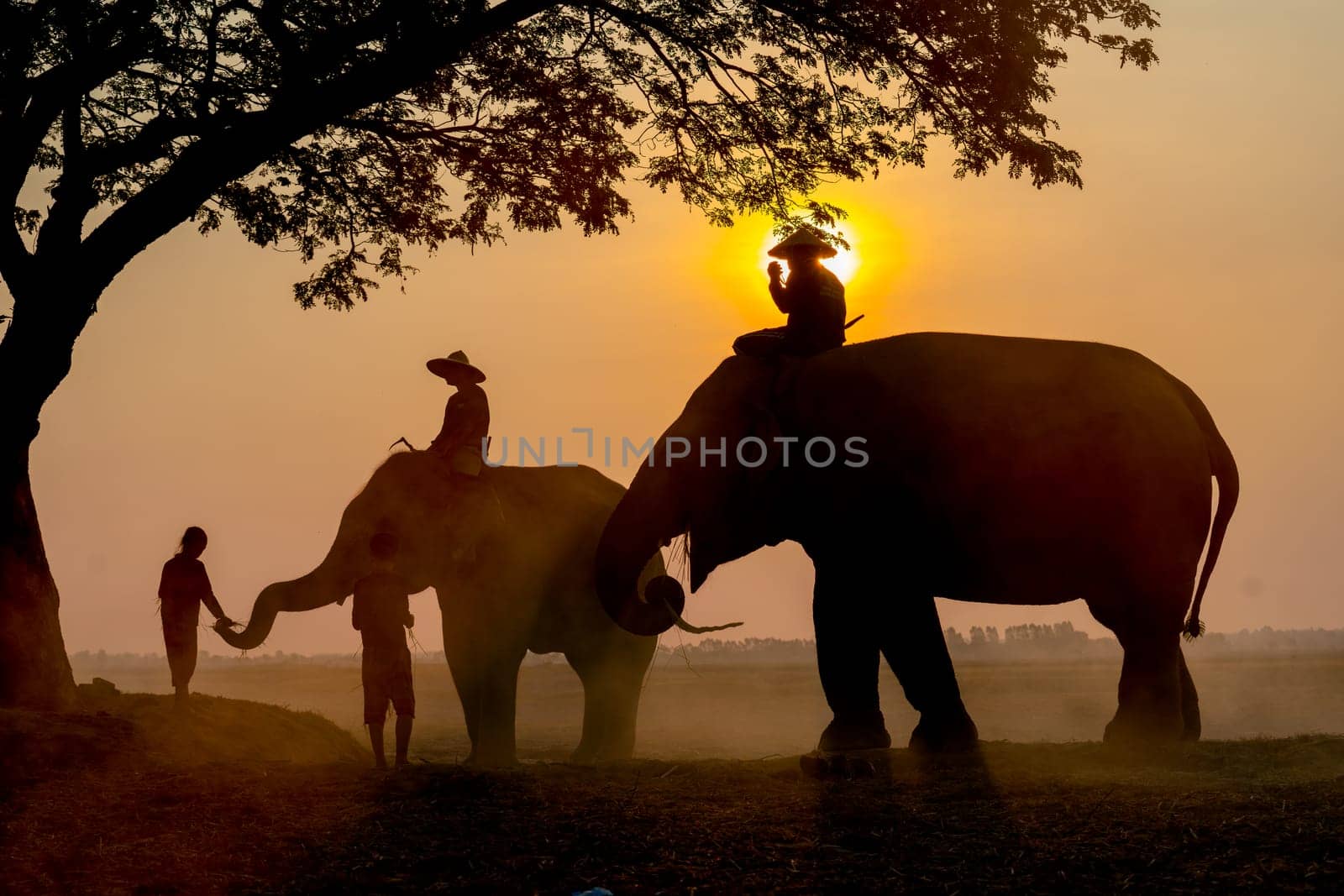 Silhouettte of little child give food to elephant that control by mahout and stay near big tree in rice field with soft light of sunrise in the morning. by nrradmin