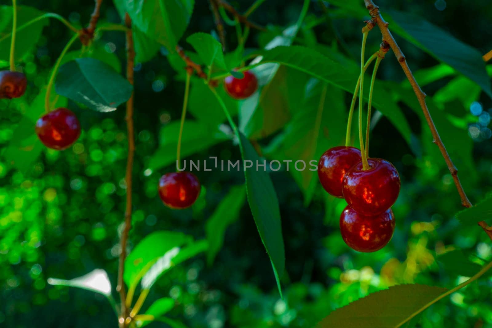 Red and sweet cherries on a branch just before harvest in early summer by kajasja