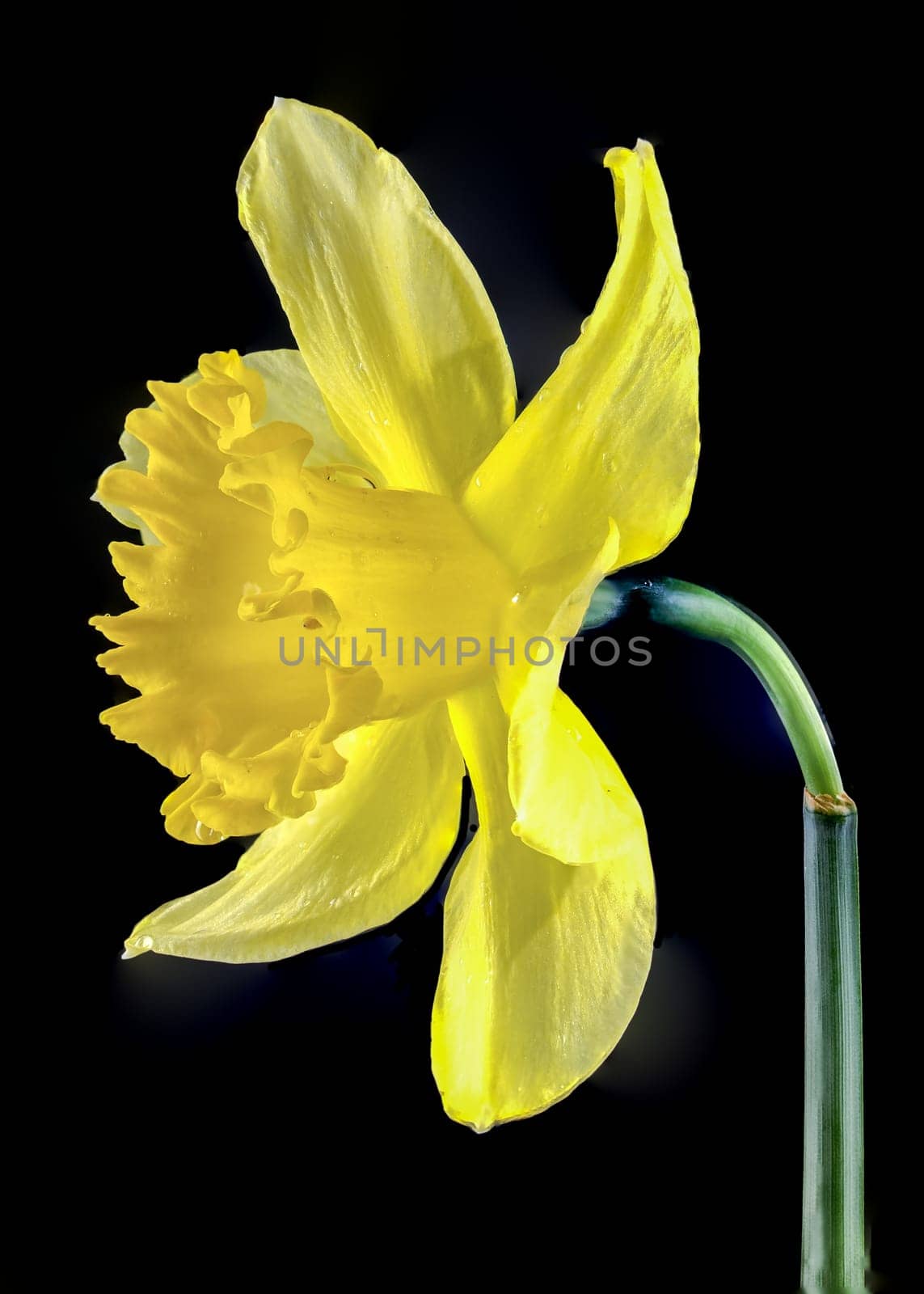 Beautiful blooming yellow narcissus flower isolated on a black background. Flower head close-up.