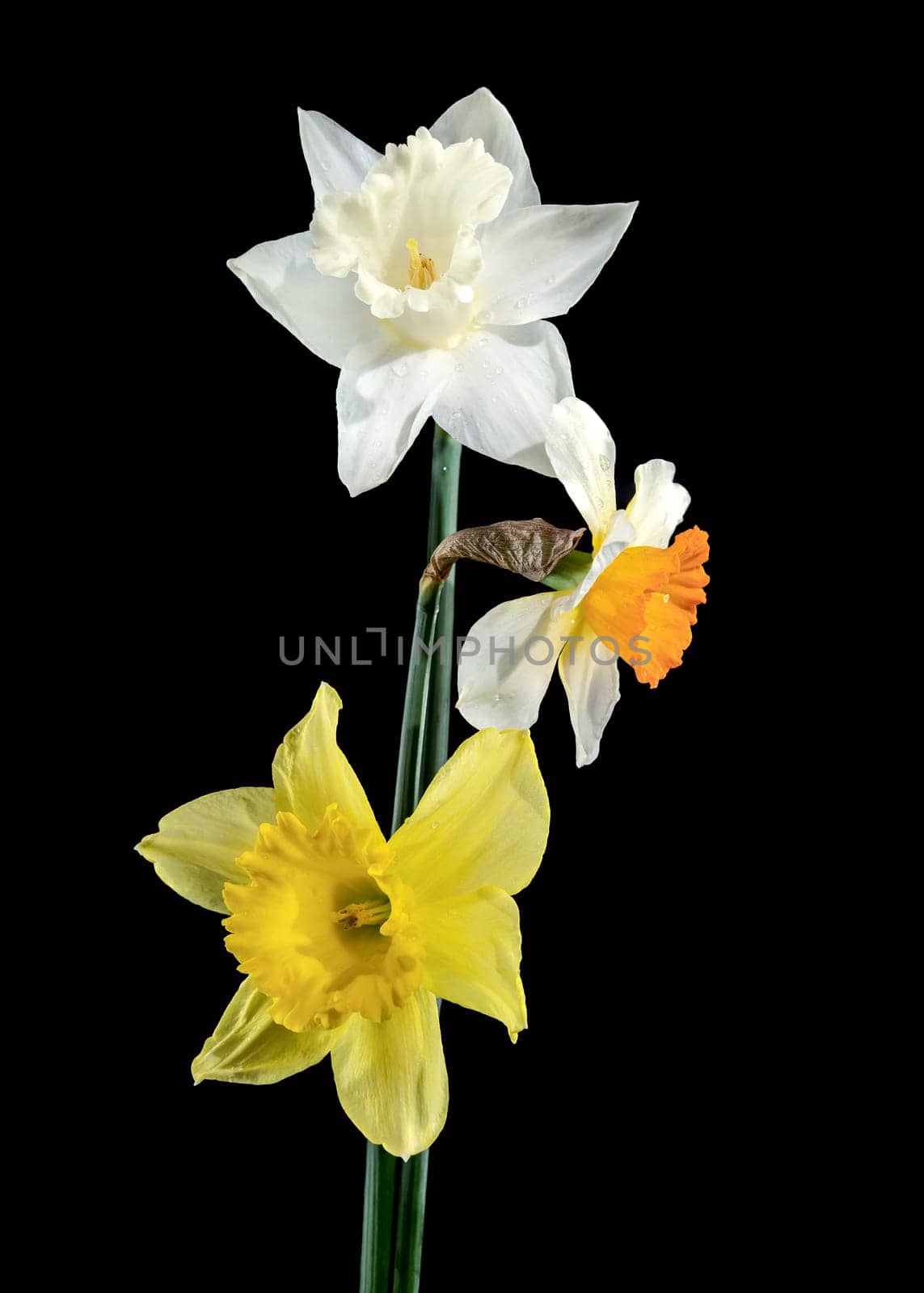 Beautiful blooming White and yellow narcissus flowers isolated on a black background. Flower head close-up.