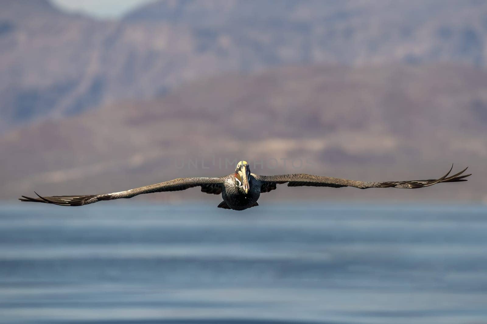 Pelican while flying in the blue baja california sea by AndreaIzzotti