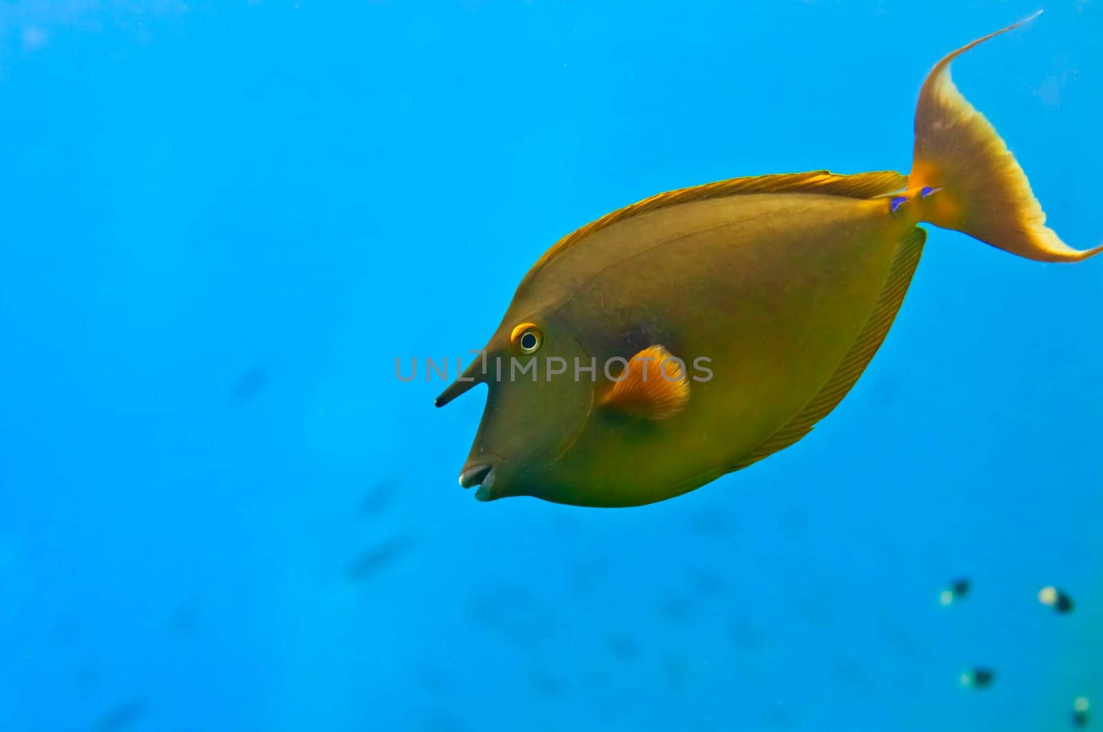 Red Sea Hunicorn Fish close up portrait by AndreaIzzotti