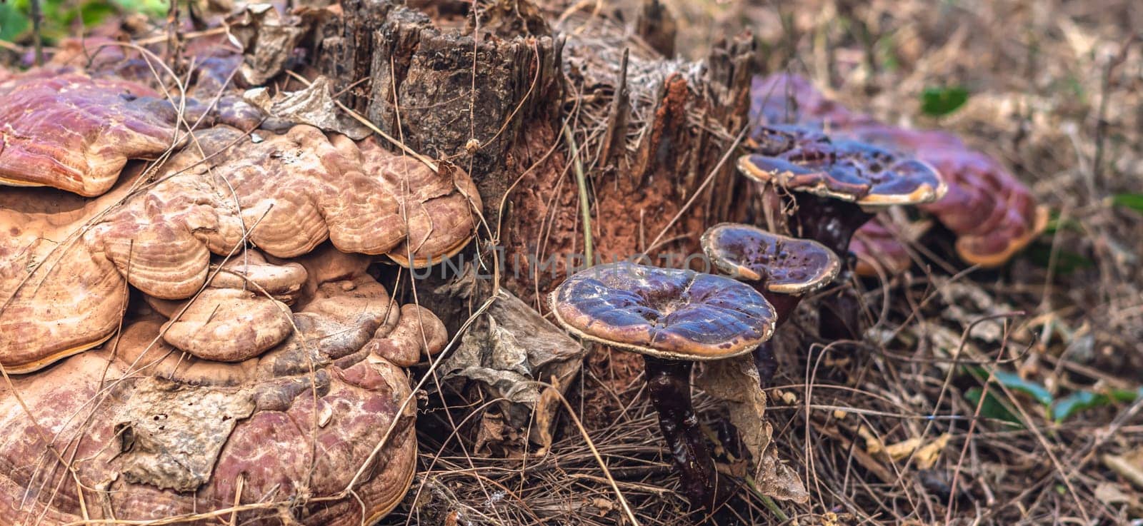 Magic of wild flora, unusually bright shiny mushrooms on stump tree, pleasant nature texture calm dark light brown background.