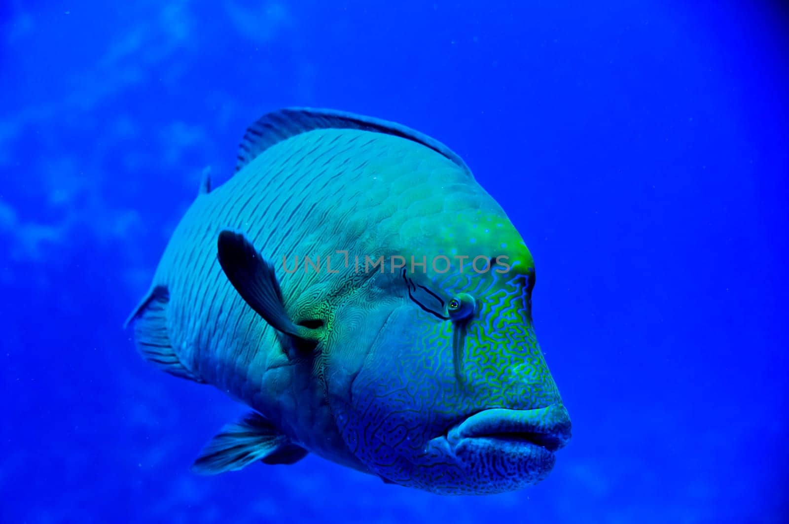 Red Sea Napoleon Fish close up portrait by AndreaIzzotti