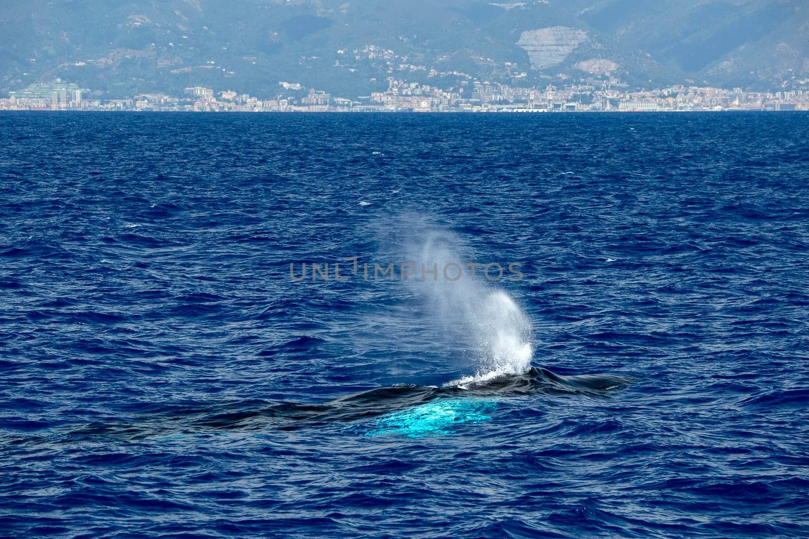 Humpback whale in Mediterranean sea ultra rare near Genoa, Italy August 2020 by AndreaIzzotti