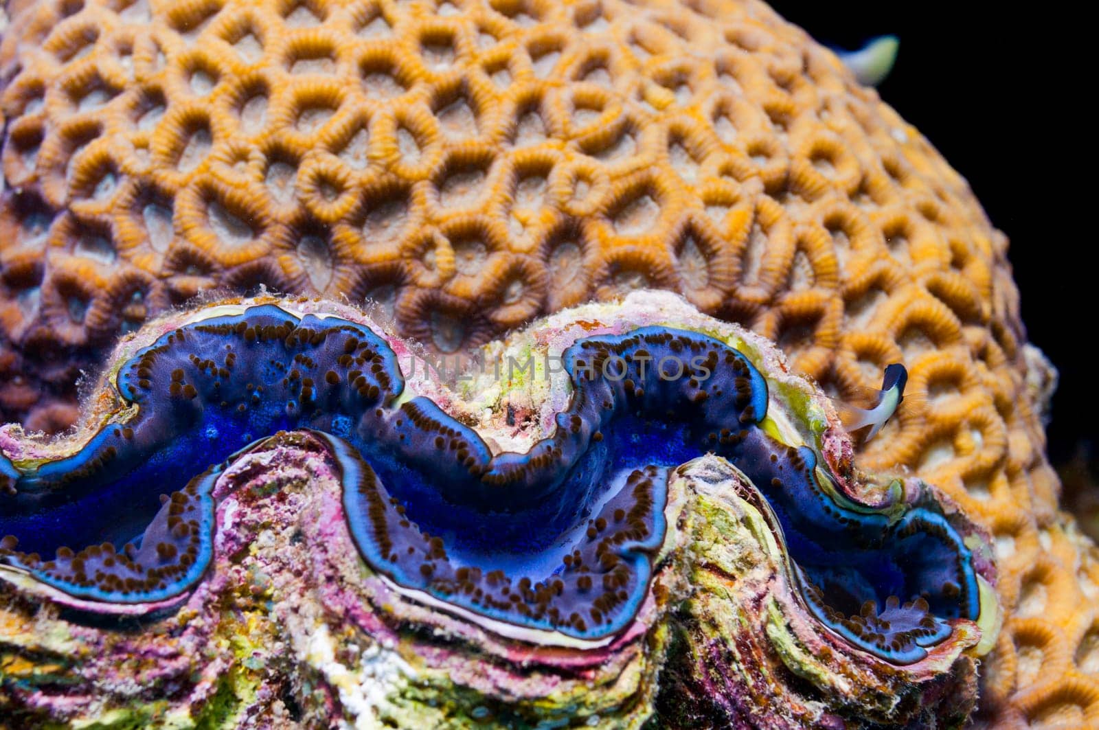 Red Sea blue giant clam close up portrait