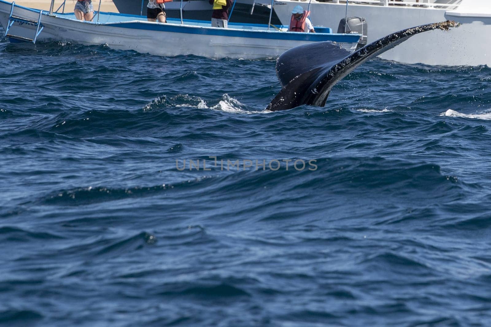 humpback whale tail slapping in front of whale watching boat in cabo san lucas mexico by AndreaIzzotti