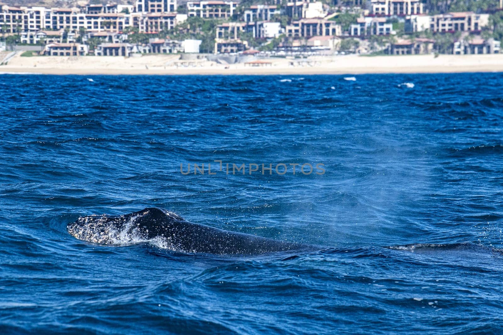 humpback whale in front of whale watching boat in cabo san lucas mexico by AndreaIzzotti