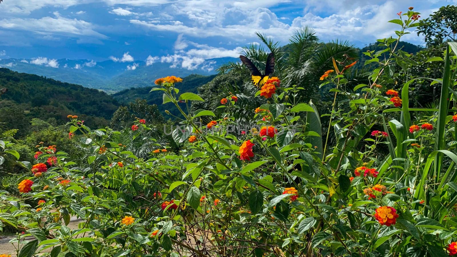 Garden on top of mountain with beautiful blue sky. Nature beauty concept.