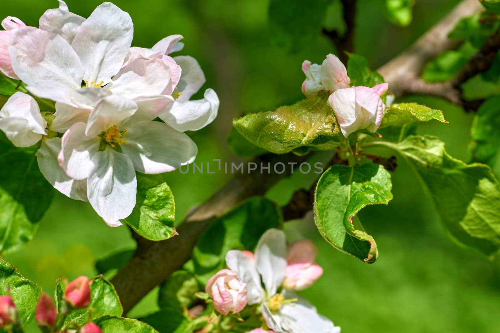Tender apple tree twig with white pink flowers in the spring garden by jovani68