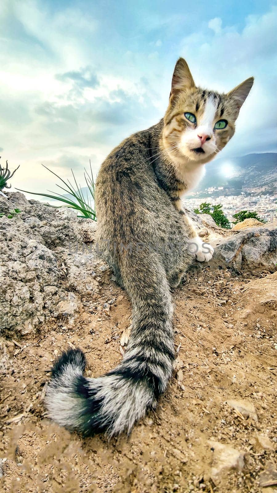 Funny Cat with Green Eyes is Sitting in Wild Place, Looking Back at Camera, Vertical Frame by Laguna781