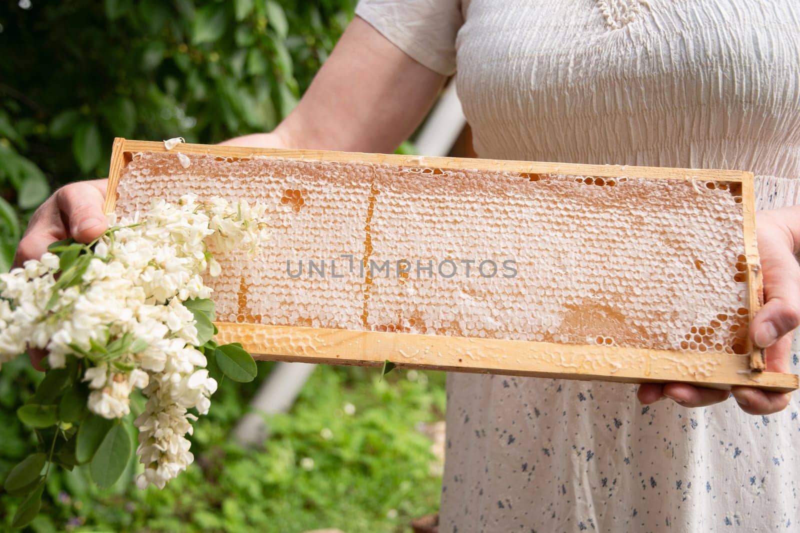 young woman holds a frame with honeycombs full of fresh acacia honey, a new harvest of a sweet bee delicacy, time to collect honey, high quality photo