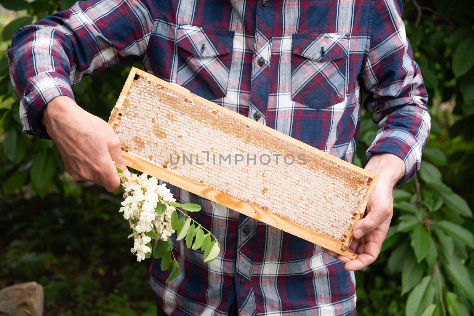 Elderly beekeeper holds a frame with honeycombs and a sprig of flowering acacia full of fresh acacia honey by KaterinaDalemans