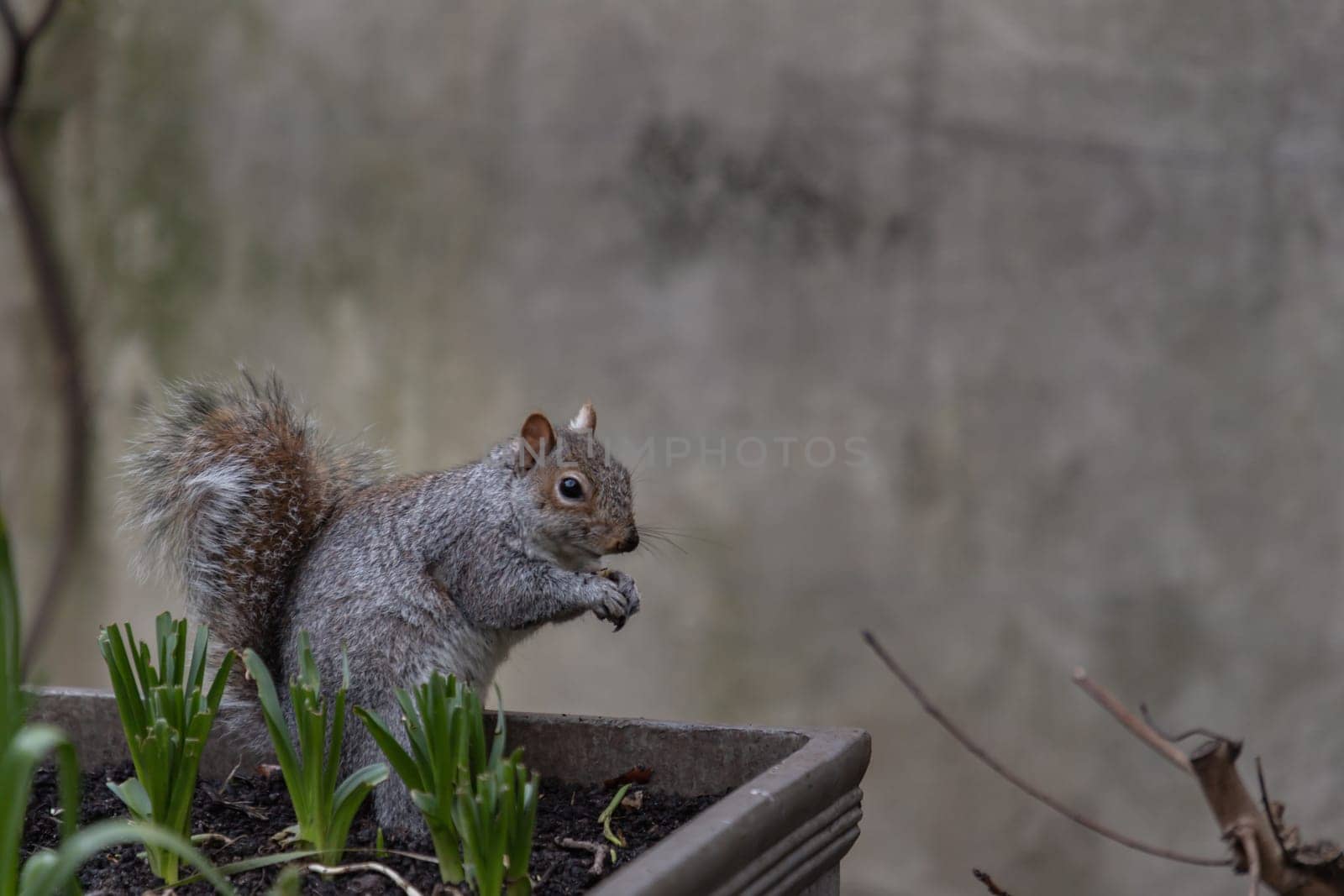 Side view of A cute Eastern Gray Squirrel (Sciurus carolinensis) is standing on its hind legs in the park. Space for text, Selective focus.