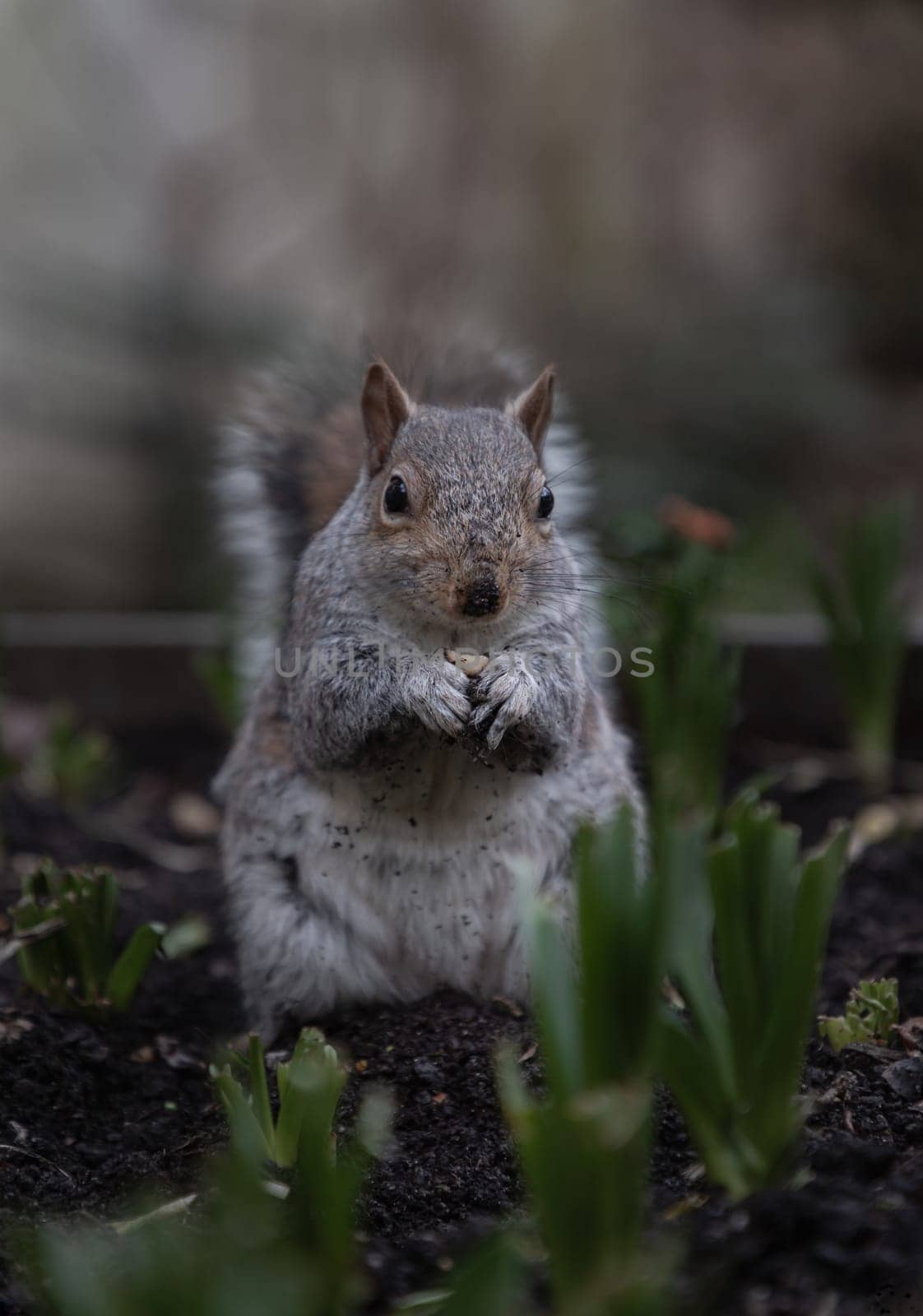 A cute Eastern Gray Squirrel (Sciurus carolinensis) is standing on its hind legs in the park. Copy space, Selective focus.