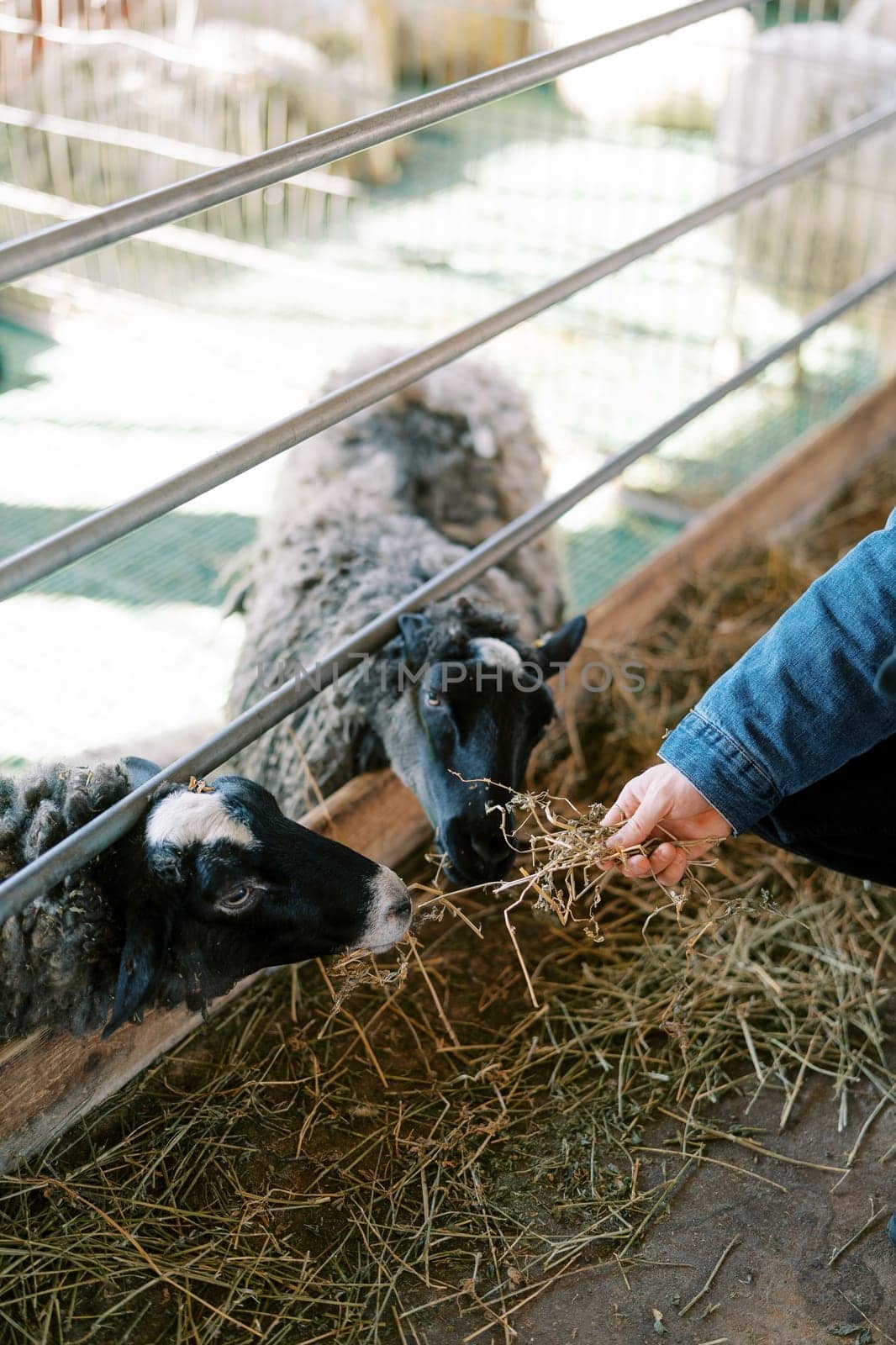 Man feeds hay to black sheep leaning out from behind a barn fence on a farm. Cropped. Faceless. High quality photo