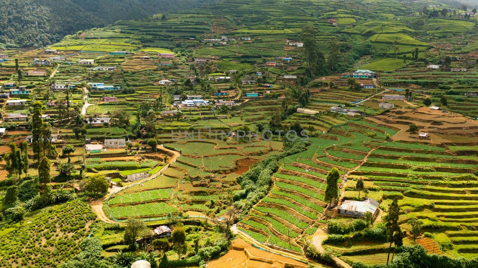 Green tea terraces and a village on the hillsides. Tea estate landscape. Nuwara Eliya, Sri Lanka.