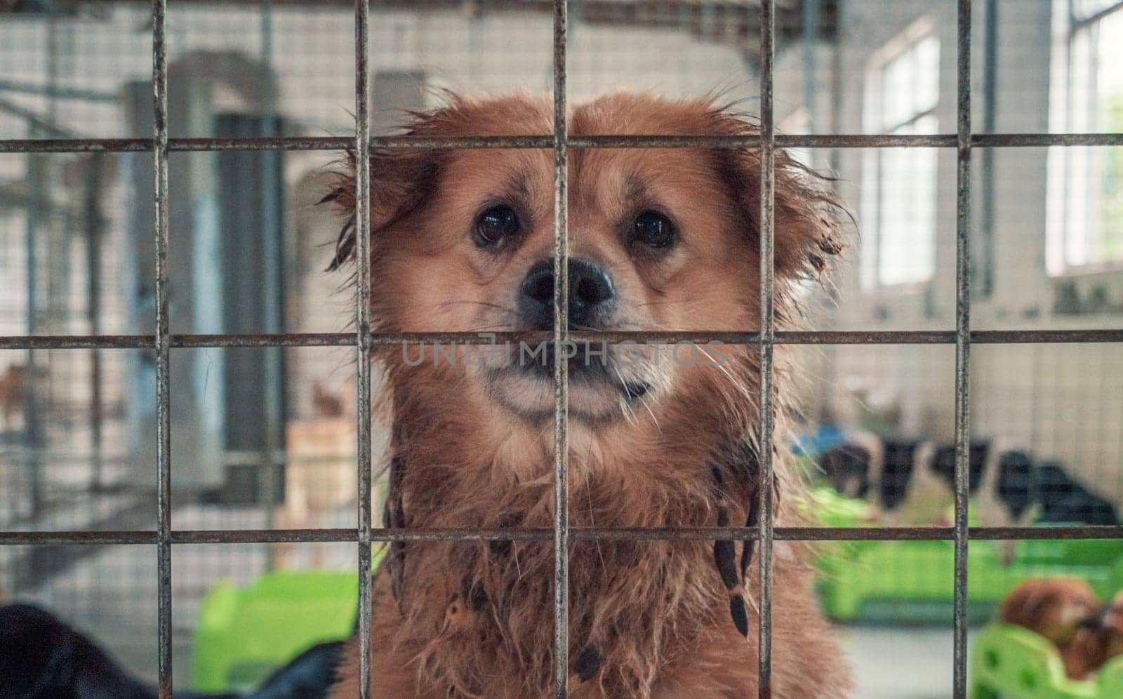 Portrait of lonely sad abandoned stray dog behind the fence at animal shelter. Best human's friend is waiting for a forever home. Animal rescue concept by Busker