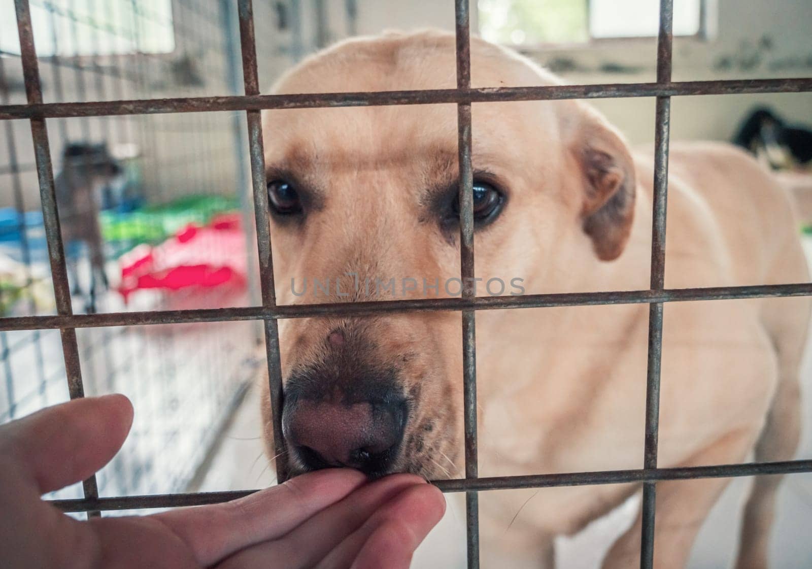 Portrait of lonely sad abandoned stray labrador behind the fence at animal shelter. Best human's friend is waiting for a forever home. Animal rescue concept by Busker