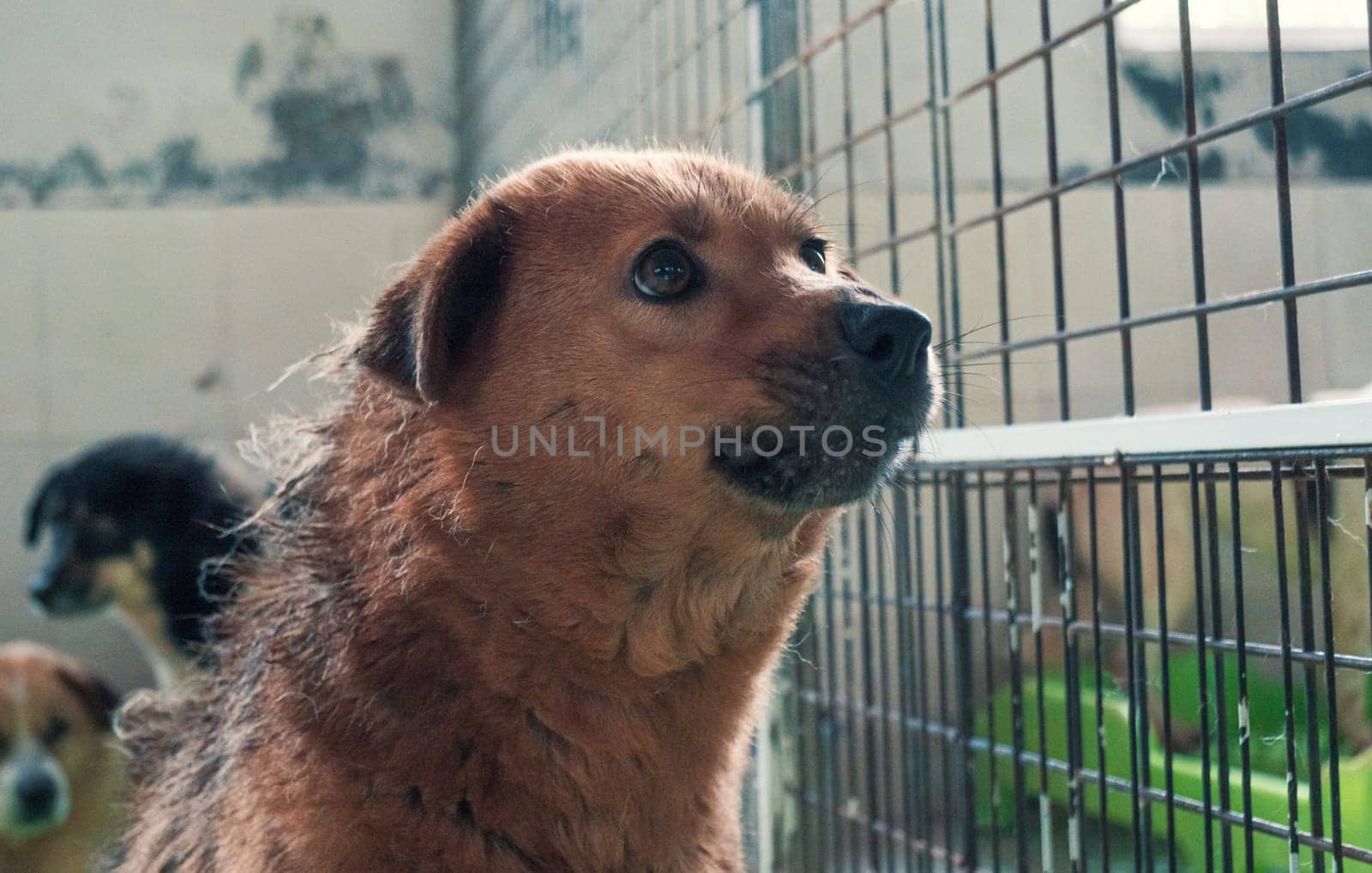 Portrait of lonely sad abandoned stray dog behind the fence at animal shelter. Best human's friend is waiting for a forever home. Animal rescue concept by Busker