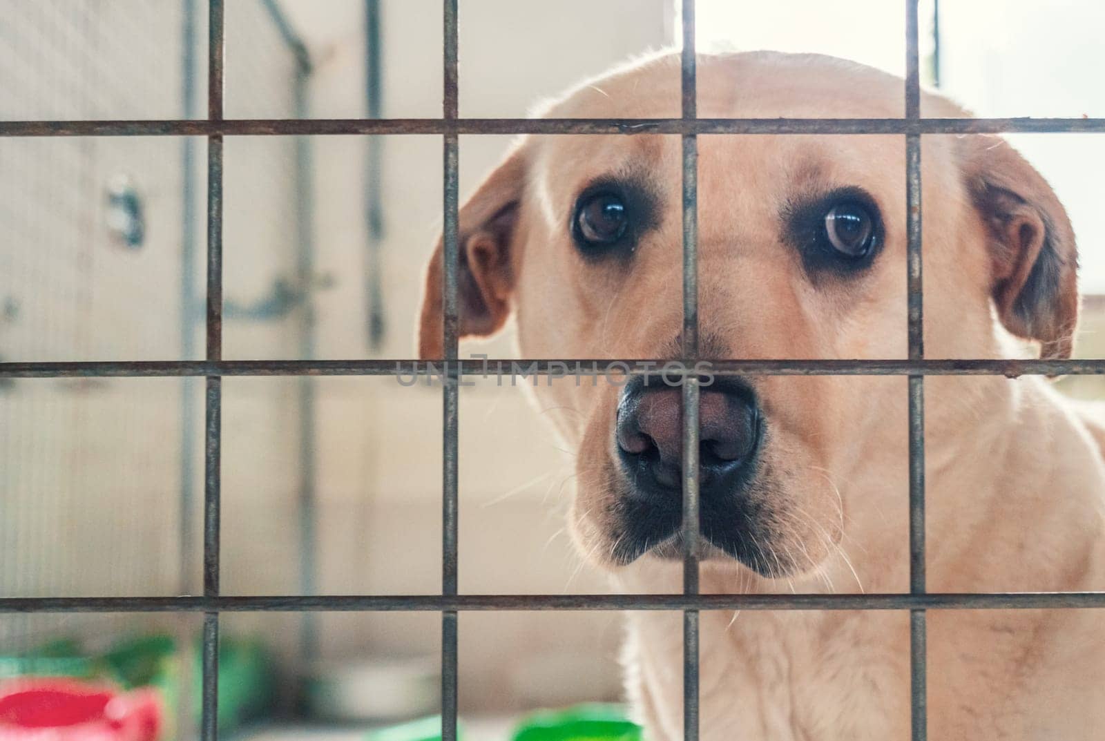 Portrait of lonely sad abandoned stray labrador behind the fence at animal shelter. Best human's friend is waiting for a forever home. Animal rescue concept by Busker