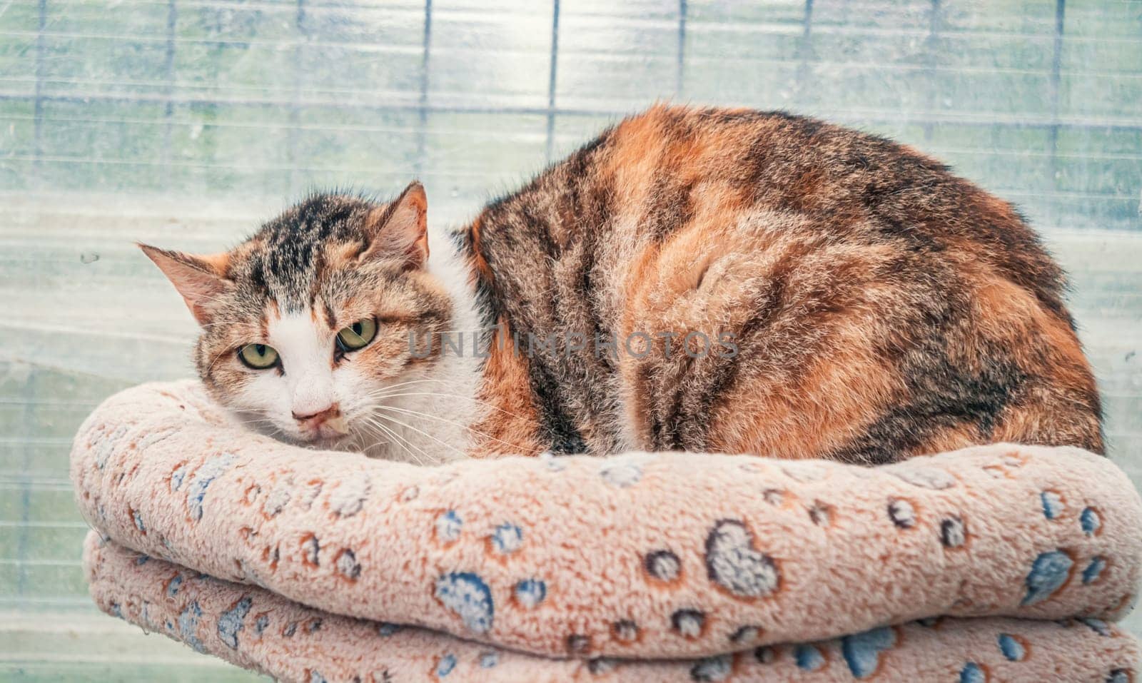 Lonely sad abandoned stray cat at animal shelter. Cat waiting for a forever home. Animal rescue concept by Busker