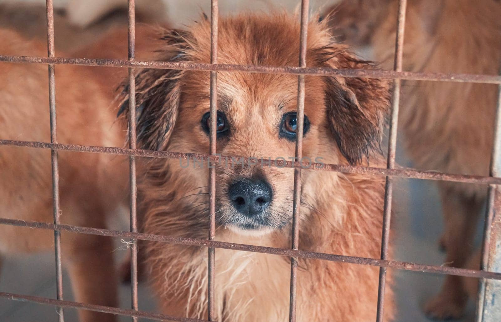 Portrait of lonely sad abandoned stray dog behind the fence at animal shelter. Best human's friend is waiting for a forever home. Animal rescue concept