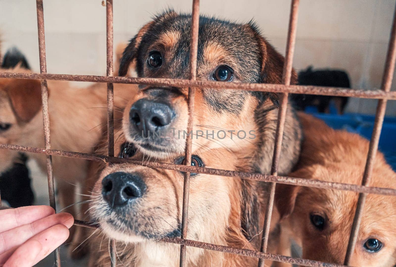 Portrait of lonely sad abandoned stray dogs behind the fence at animal shelter. Best human's friends waiting for a forever home. Animal rescue concept by Busker