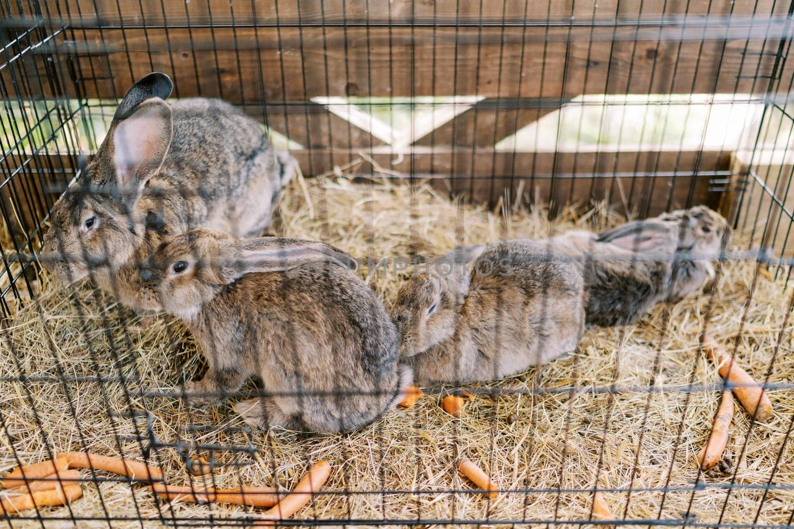 Fluffy gray rabbits sit in a cage on the hay next to carrots. High quality photo