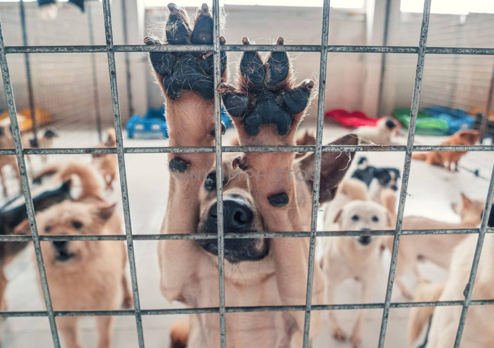 Lonely sad abandoned stray dogs behind the fence at animal shelter. Best human's friends waiting for a forever home. Animal rescue concept