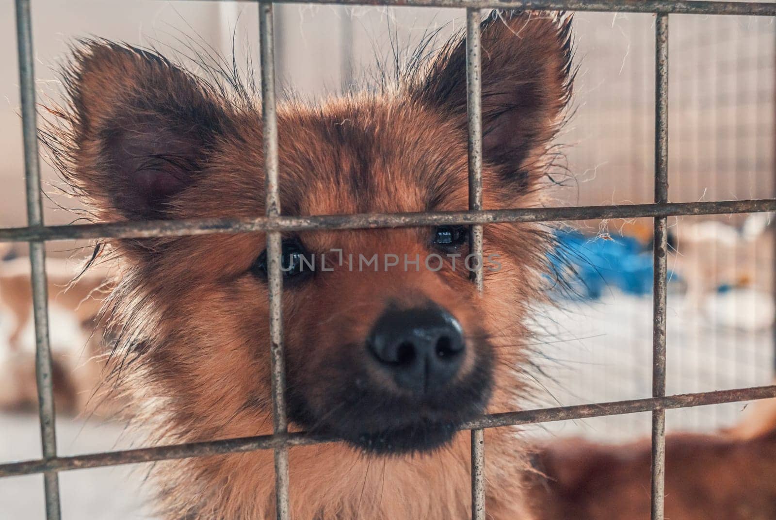 Portrait of lonely sad abandoned stray dog behind the fence at animal shelter. Best human's friend is waiting for a forever home. Animal rescue concept by Busker