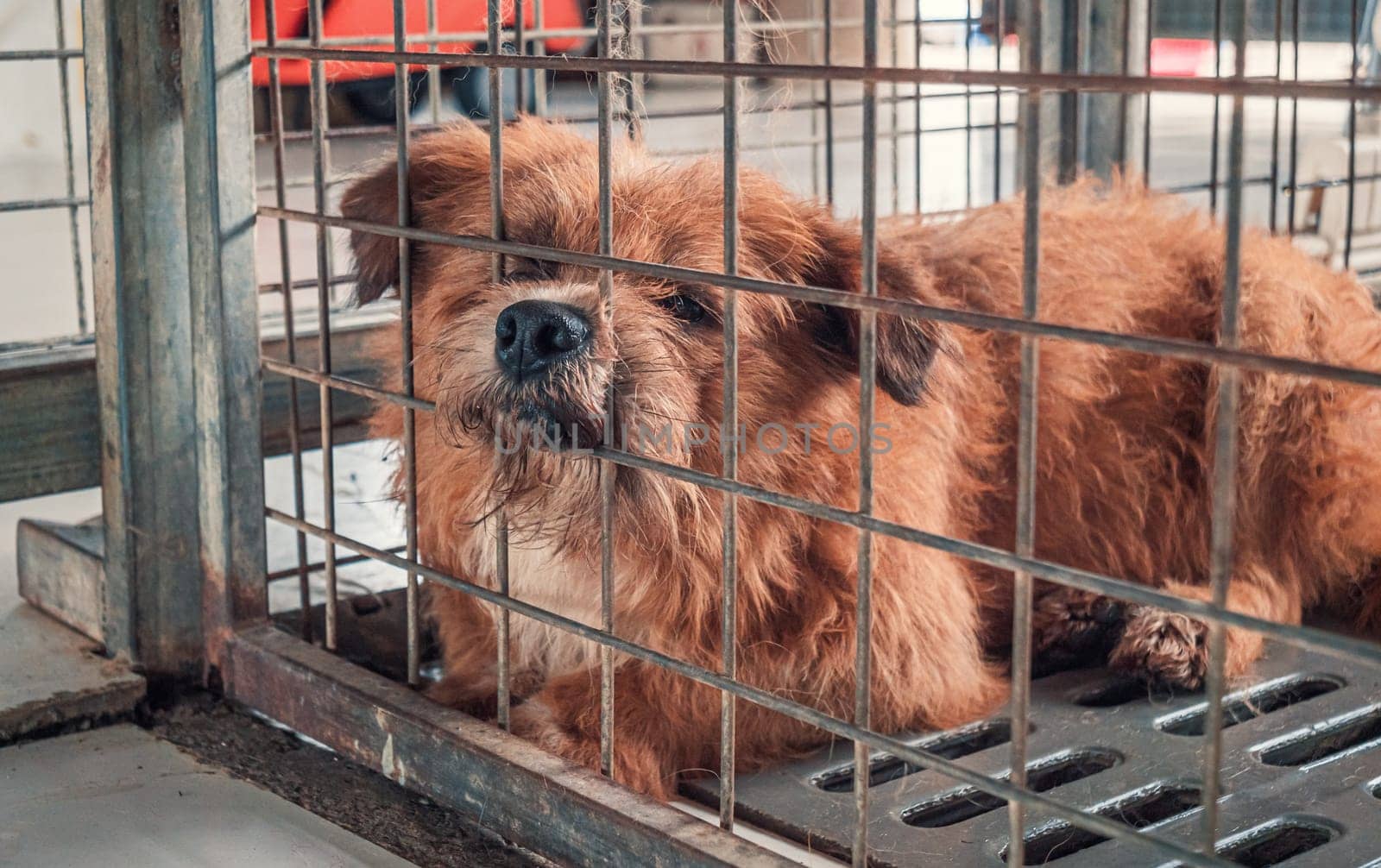 Portrait of lonely sad abandoned stray dog behind the fence at animal shelter. Best human's friend is waiting for a forever home. Animal rescue concept