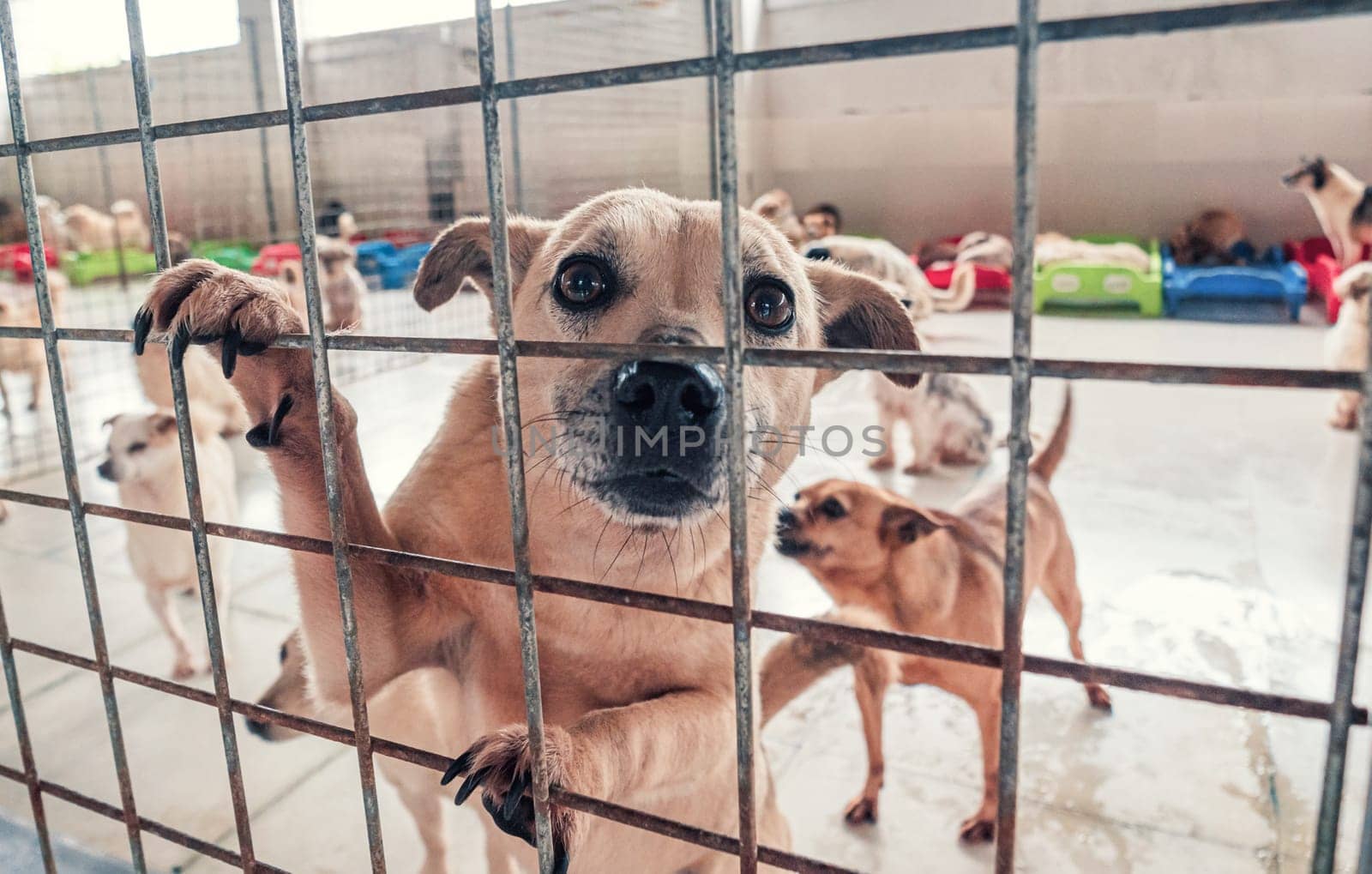 Lonely sad abandoned stray dogs behind the fence at animal shelter. Best human's friends waiting for a forever home. Animal rescue concept by Busker