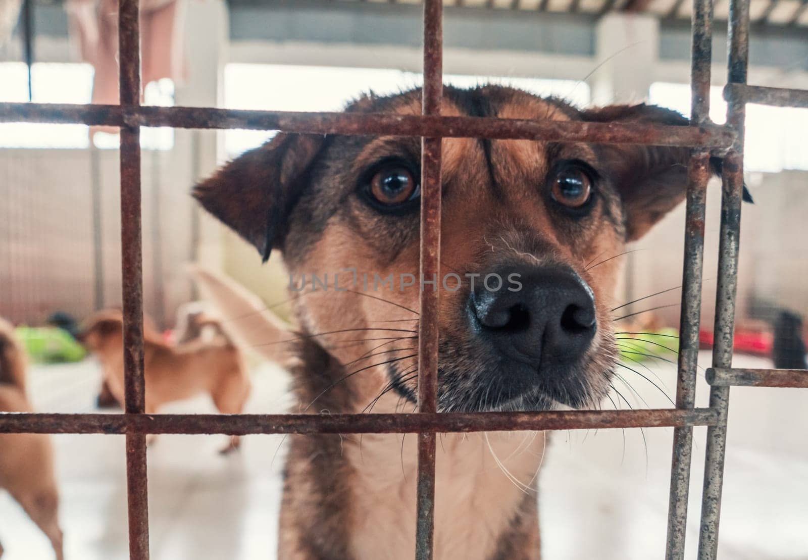 Portrait of lonely sad abandoned stray dog behind the fence at animal shelter. Best human's friend is waiting for a forever home. Animal rescue concept