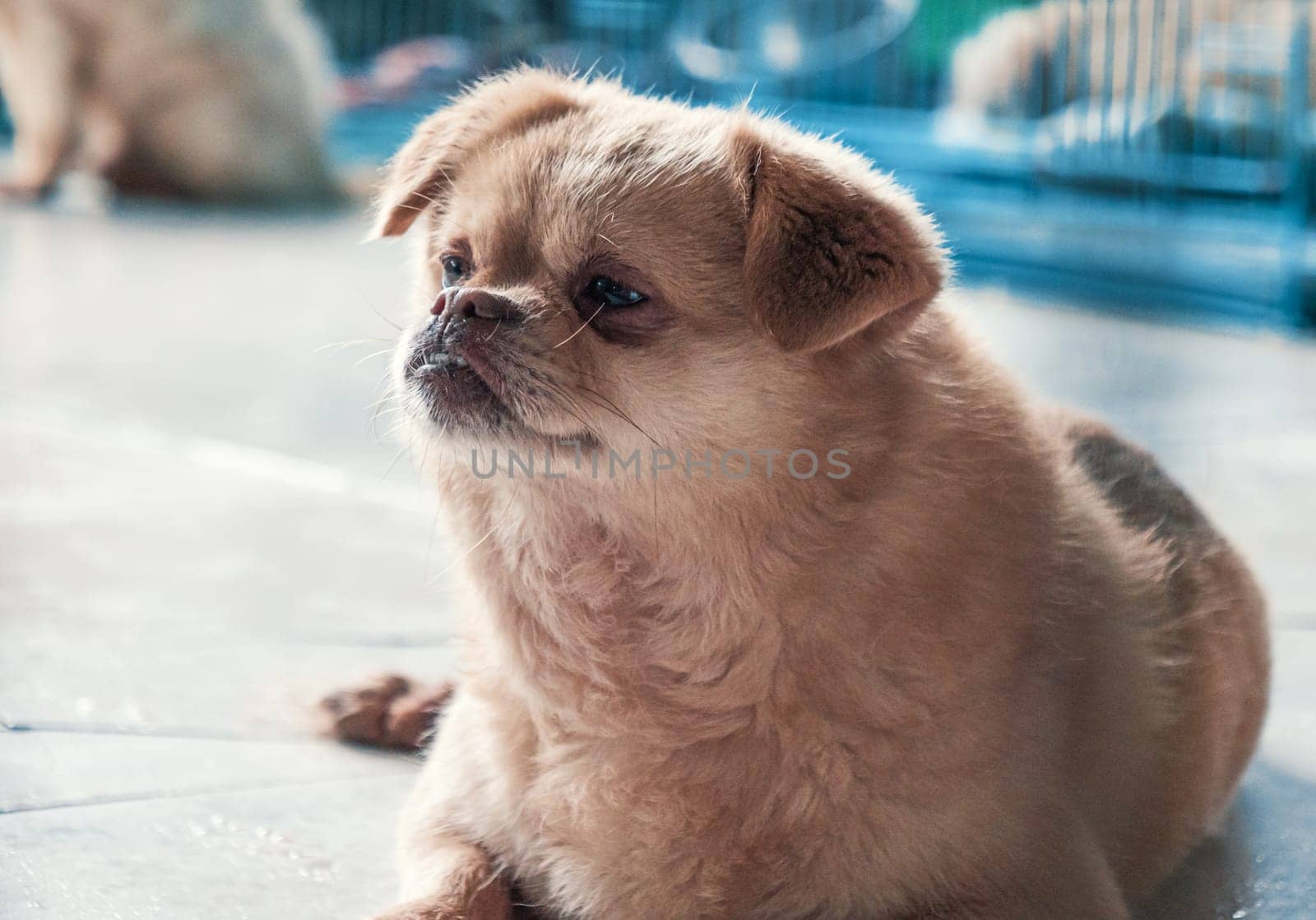 Portrait of lonely sad abandoned stray dog at animal shelter. Best human's friend is waiting for a forever home. Animal rescue concept by Busker