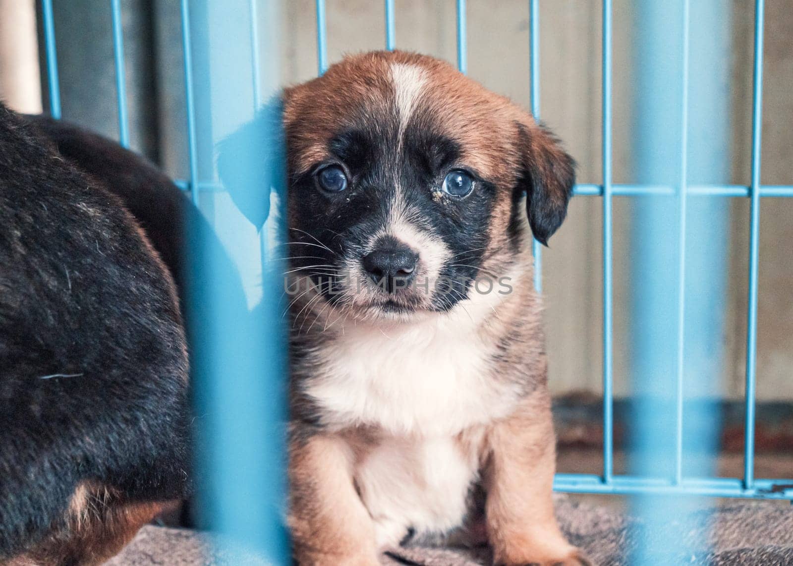 Portrait of lonely sad abandoned stray puppy behind the fence at animal shelter. Best human's friend is waiting for a forever home. Animal rescue concept