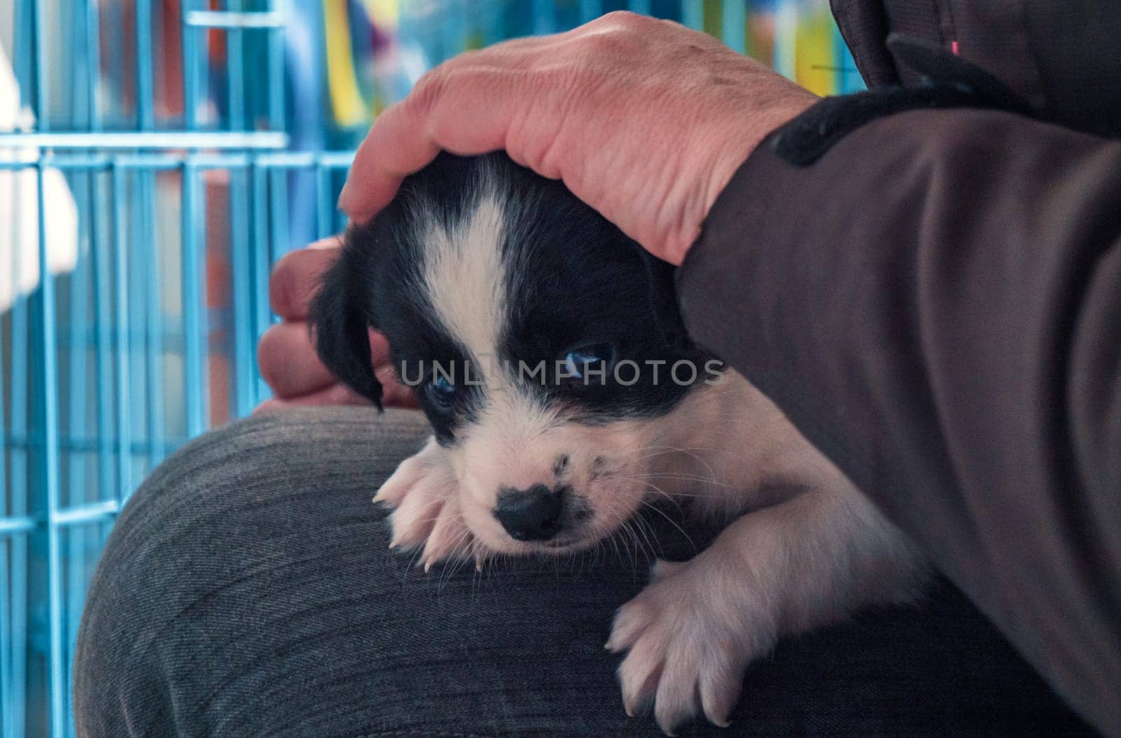 Portrait of lonely sad abandoned stray puppy at animal shelter. Best human's friend is waiting for a forever home. Animal rescue concept