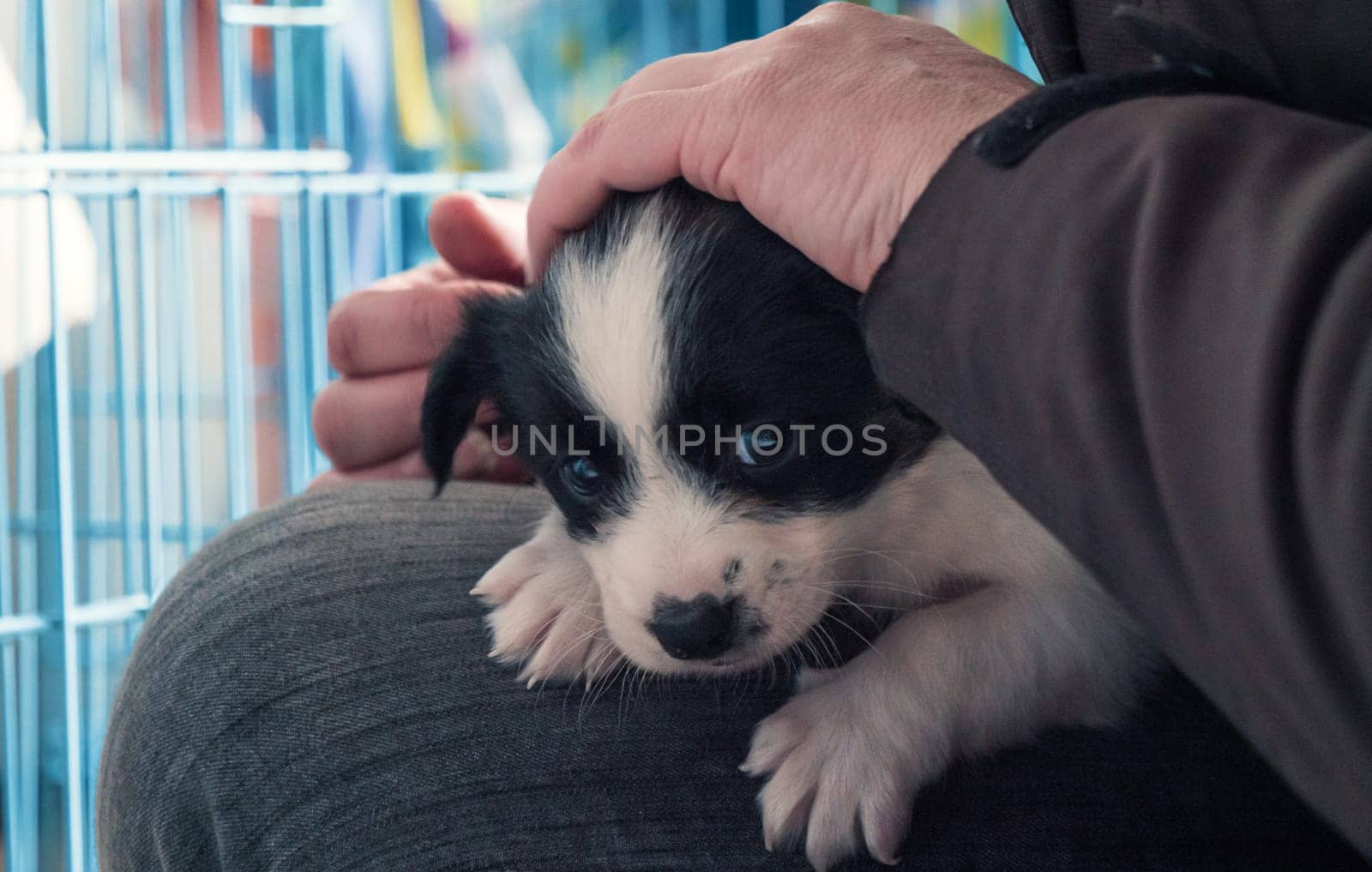 Portrait of lonely sad abandoned stray puppy at animal shelter. Best human's friend is waiting for a forever home. Animal rescue concept