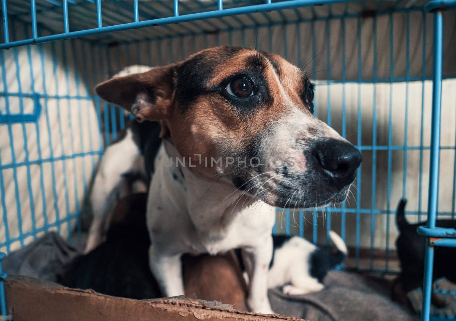 Portrait of lonely sad abandoned stray dog in the cage at animal shelter. Best human's friend is waiting for a forever home. Animal rescue concept by Busker