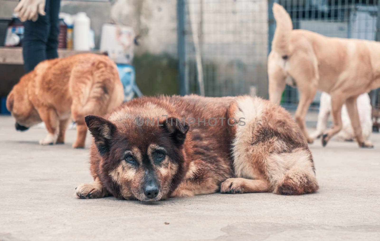 Lonely sad abandoned stray dog laying on the floor at animal shelter. Best human's friend is waiting for a forever home. Animal rescue concept by Busker