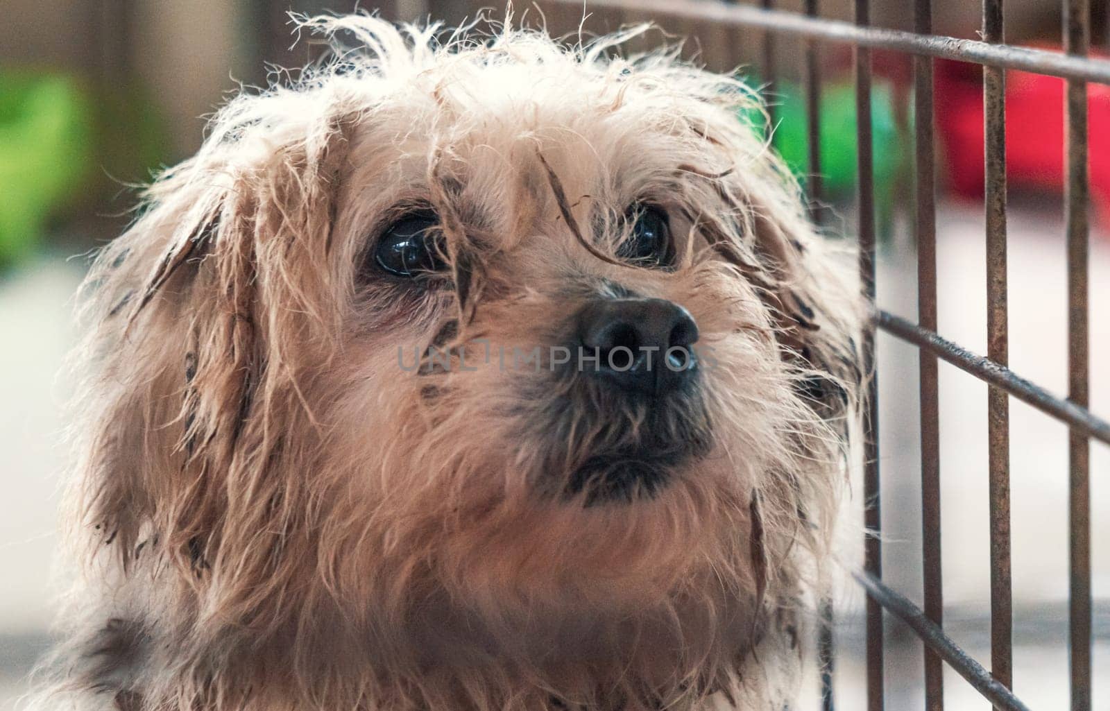 Portrait of lonely sad abandoned stray dog behind the fence at animal shelter. Best human's friend is waiting for a forever home. Animal rescue concept by Busker