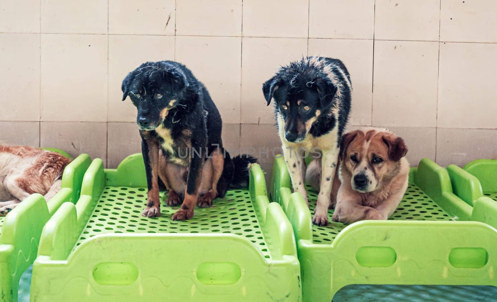 Unwanted and homeless dogs in animal shelter. Asylum for dog. Stray dogs behind the fence. Poor and hungry street dogs and urban free-ranging dogs.