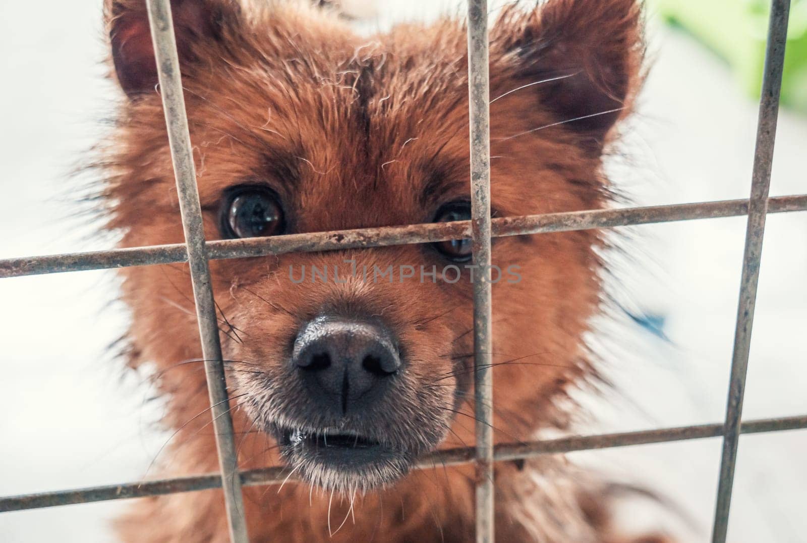 Portrait of lonely sad abandoned stray dog behind the fence at animal shelter. Best human's friend is waiting for a forever home. Animal rescue concept