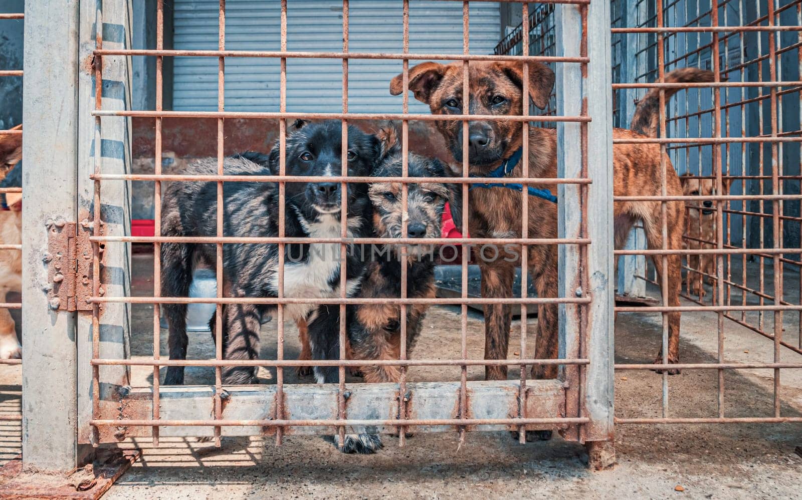 Unwanted and homeless dogs of different breeds in animal shelter. Looking and waiting for people to come adopt. Shelter for animals concept by Busker