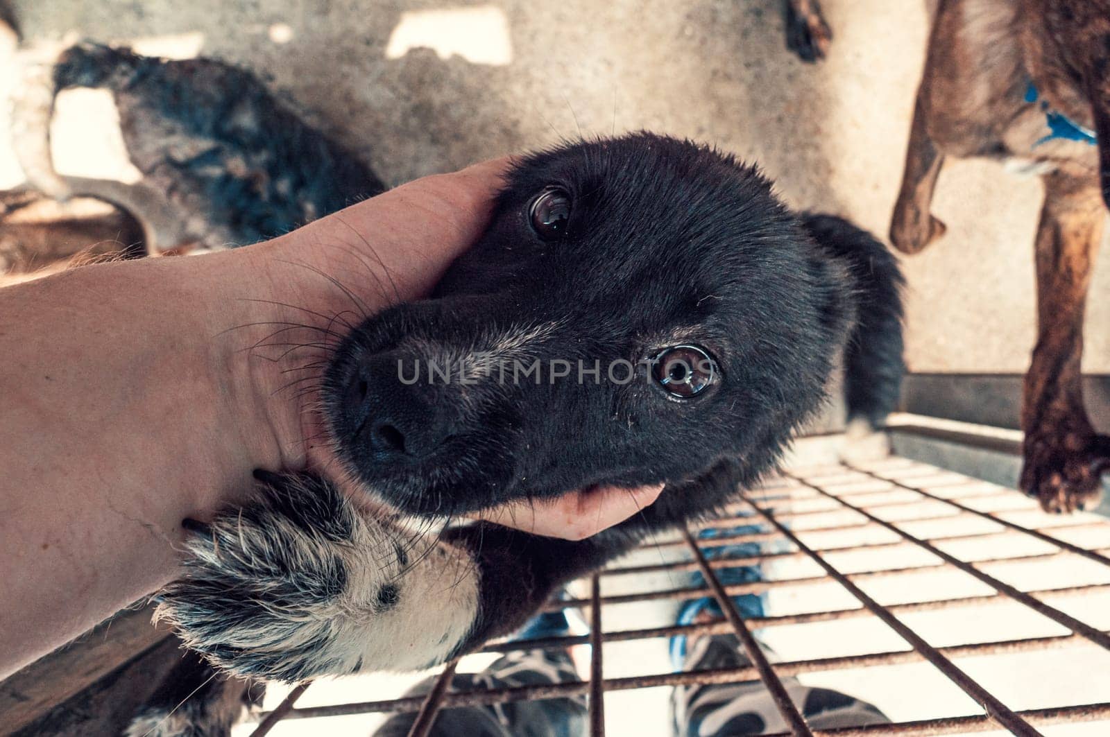 Male hand petting stray dog in pet shelter. People, Animals, Volunteering And Helping Concept.