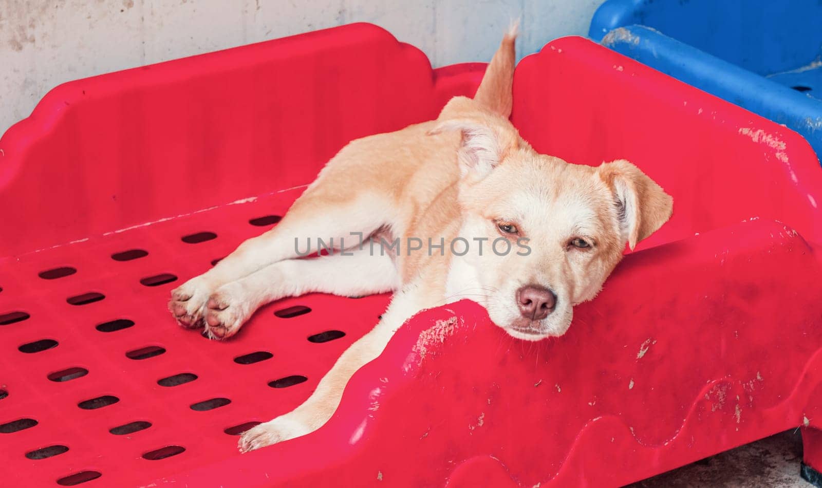 Sad dog in shelter waiting to be rescued and adopted to new home.