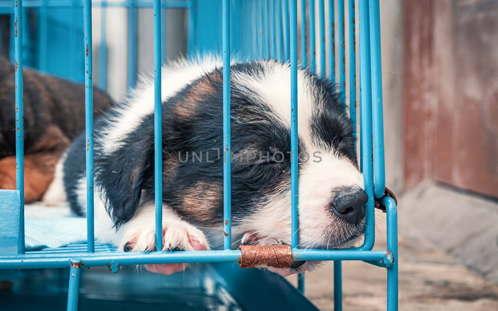 Cute small puppies in cages waiting to be adopted. small white puppies in cages waiting to be adopted