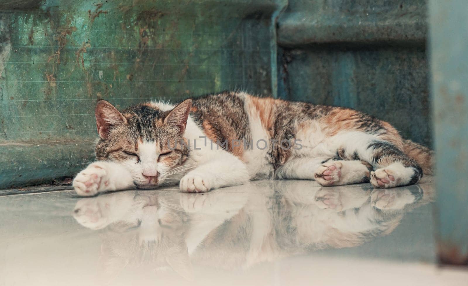 Close-up shot of homeless stray cat living in the animal shelter. Shelter for animals concept